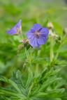 Flore